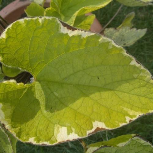 Green-cream leaves and green stem