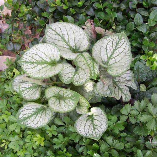 Silver-green foliage, green veins and green midribs.