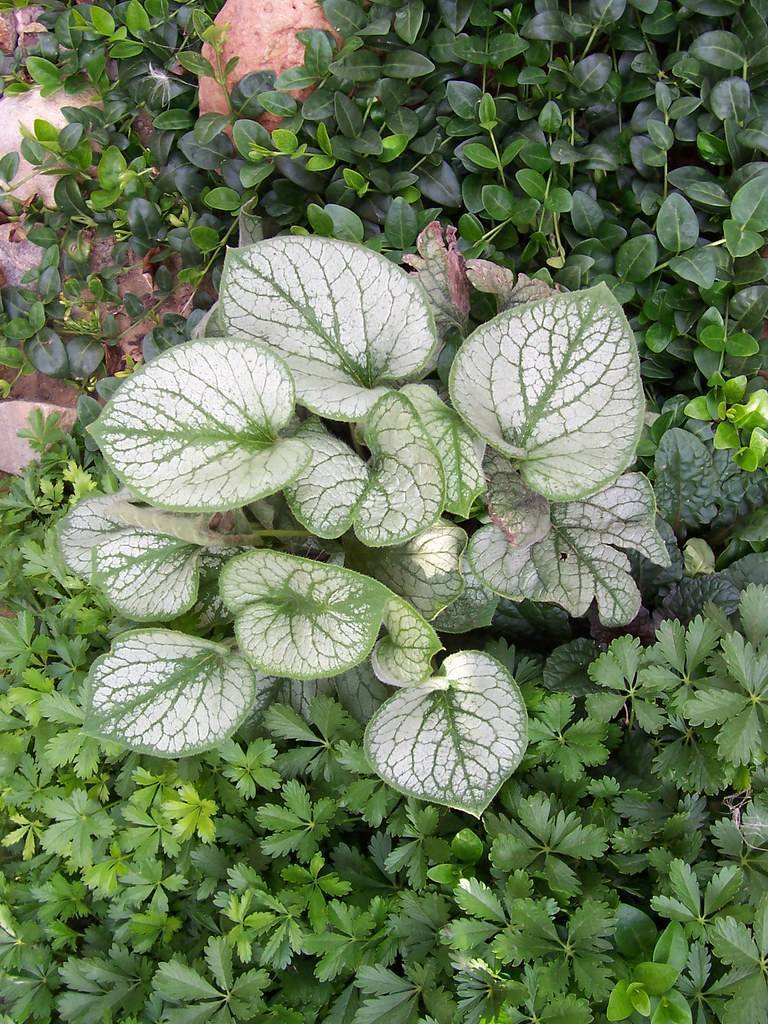 Silver-green foliage, green veins and green midribs.