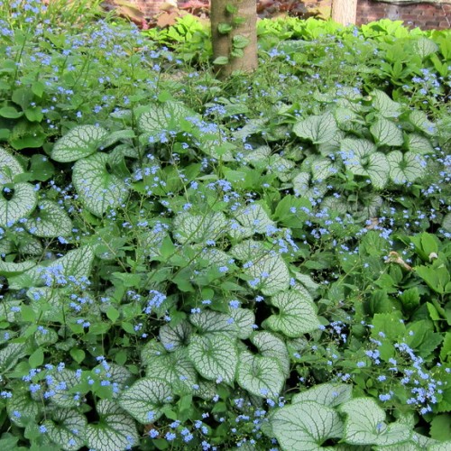 Blue flowers with buds, silver-green leaves with green veins and stems.