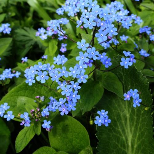 Blue flowers with white-black center, purple-green buds, black stems green leaves, midrib and veins.