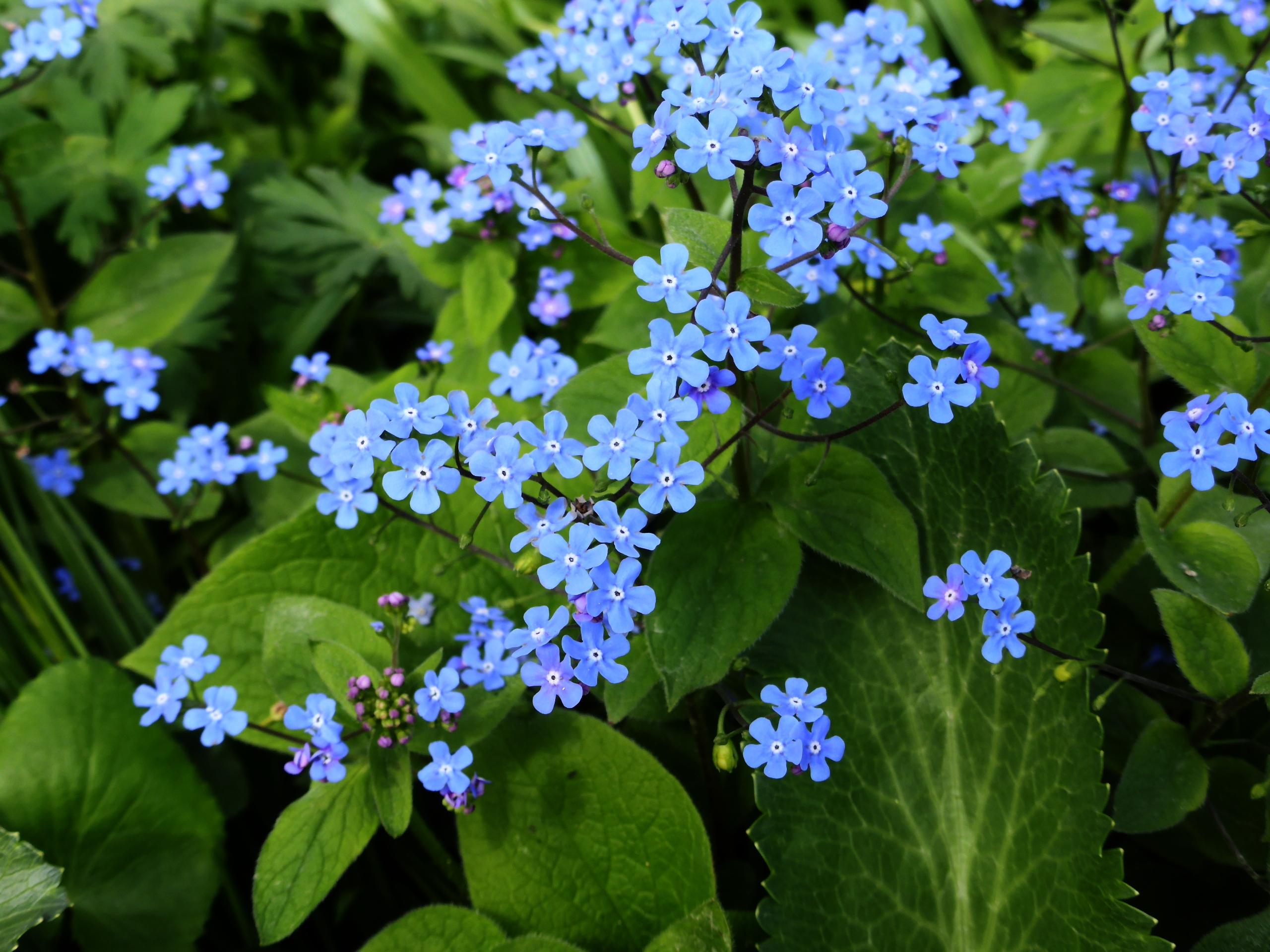 Blue flowers with white-black center, purple-green buds, black stems green leaves, midrib and veins. 