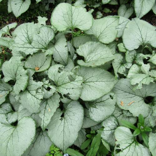 Silver-green leaves with green veins and green midribs.