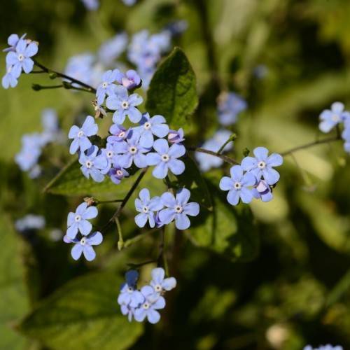 Green leaves and blue flowers on dark-green stalks.