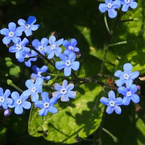 Light-blue flowers with white-black center, lime buds, green-black stems, green leaves, yellow midrib and veins. 