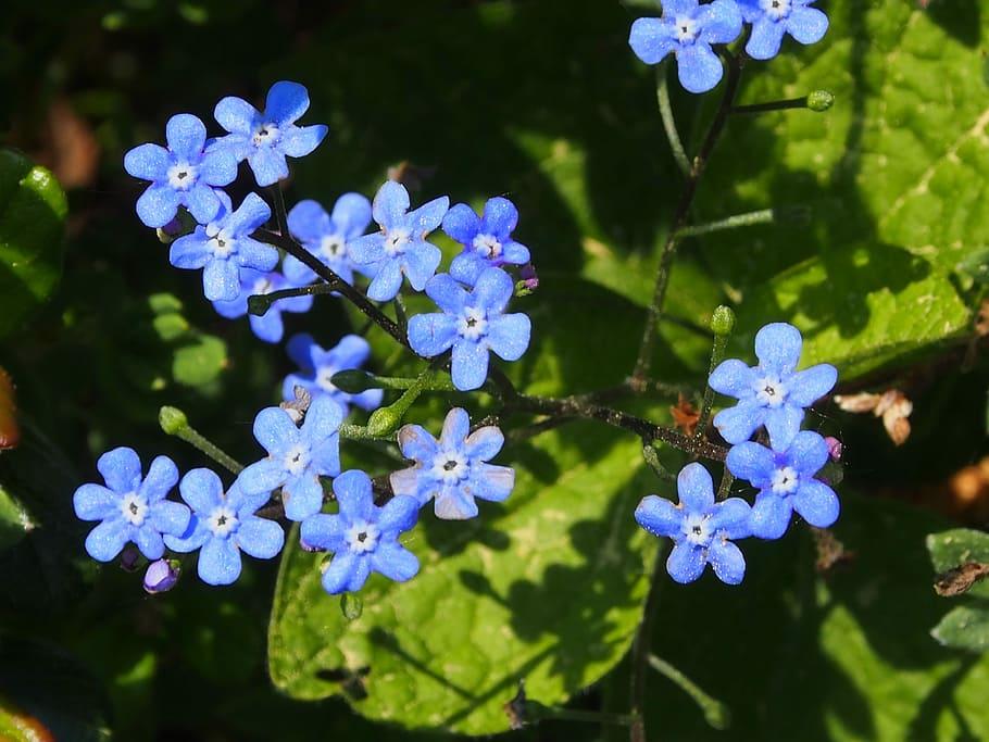 Light-blue flowers with white-black center, lime buds, green-black stems, green leaves, yellow midrib and veins. 