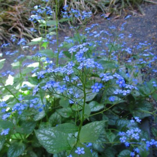 Silvery-green leaves and blue flowers on green stems and stalks.