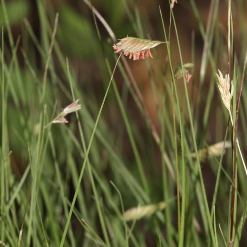 Pink-green seed heads and green stems.