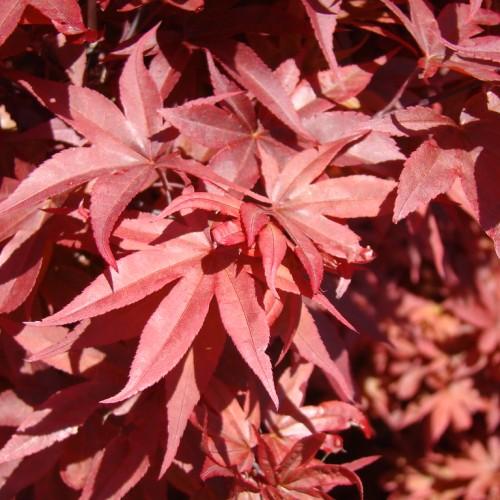 red leaves with red stems