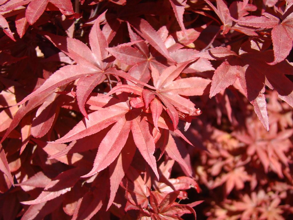 red leaves with red stems