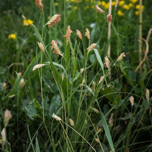 Pink-green seed heads and green leaves.