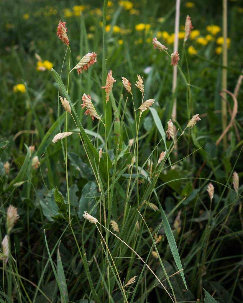 Pink-green seed heads and green leaves.