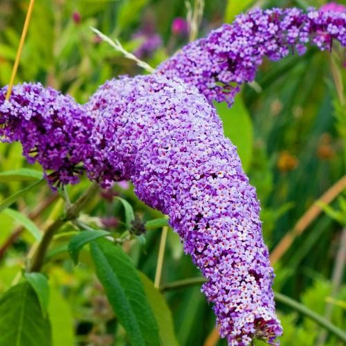 Purple flowers with maroon center, green-lime stems, green leaves, yellow midrib and veins.