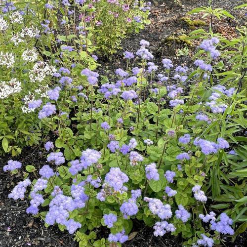 Blue-purple flowers and green leaves on a brown stems.