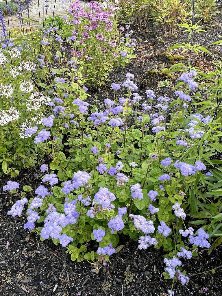 Blue-purple flowers and green leaves on a brown stems.
