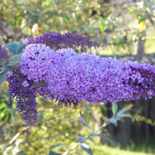 Purple-pink flowers and green leaves.