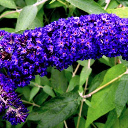 Indigo flowers with green leaves and beige stem
