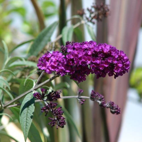 Dark-purple flowers, green leaves, and dark-purple apical bud on the green stem.