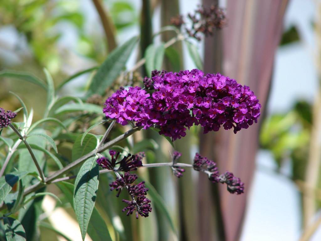 Dark-purple flowers, green leaves, and dark-purple apical bud on the green stem.