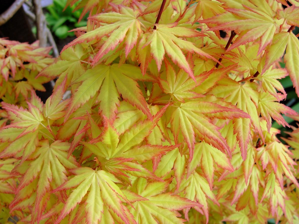 pink-yellow leaves with dark-brown stems