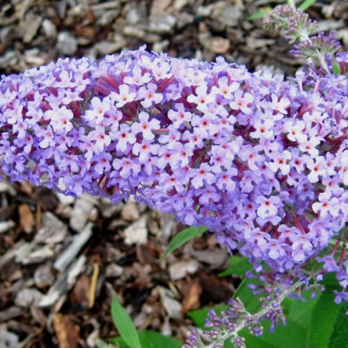Lavender flowers with buds, red center. magenta stem, green leaves