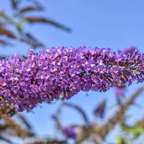 Violet flower with buds, orange center.