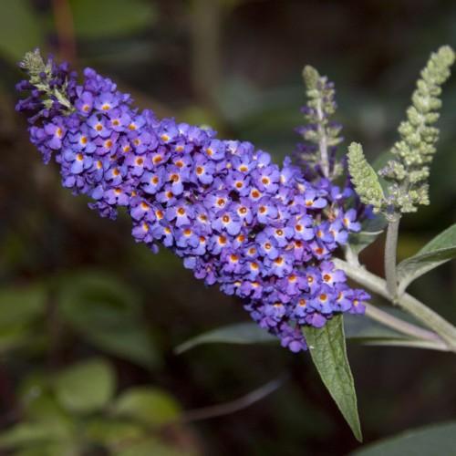 Violet flower with buds, white stems, orange-white center, green leaves