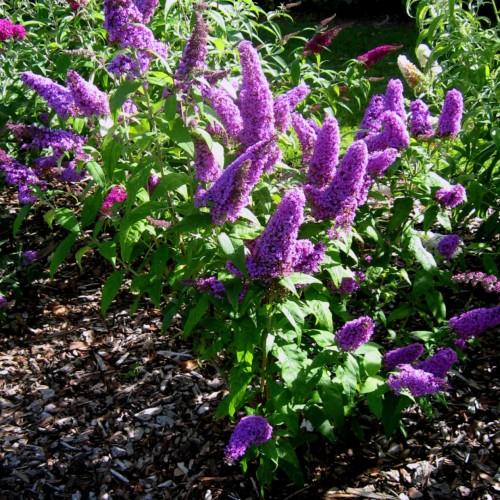 Purple flowers with green leaves