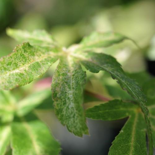 Green-white-yellow leaves with yellow veins.