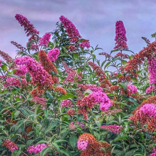 Pink-orange flowers and green leaves on green-brown stems.