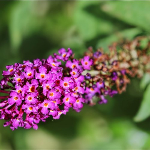 Pink-purple flowers with orange-white center.
