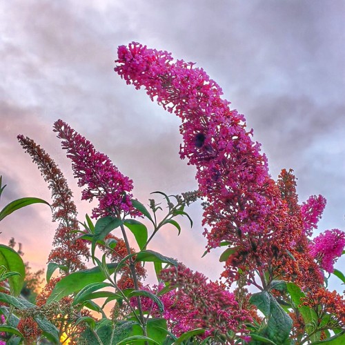 Magenta flowers with orange center and buds, green leaves and pedicel, dark-green stems.
