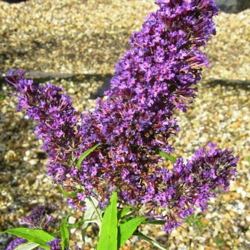 Purple flowers with orange-white center , magenta-green sepals, green leaves and stems.