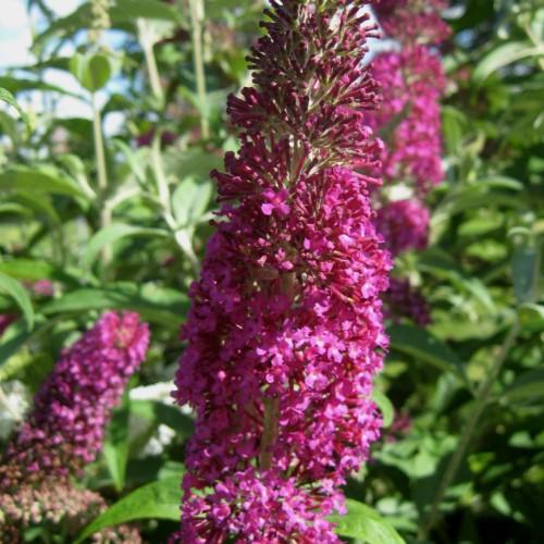 Magenta flowers with buds, orange center, light-green sepals and green stems.