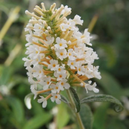 Off-white flowers with buds, yellow center, lime sepals, dark-green leaves, and lime stems.