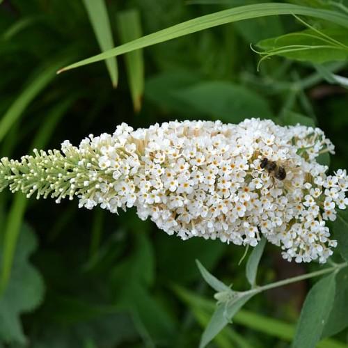 Off-white flowers with buds, orange center, lime sepals, dark-green leaves, and stems.