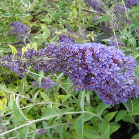 Deep-blue-violet flowers with green leaves and stem.
