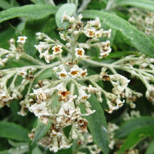 Off-white flowers with brown center, green leaves, lime-white sepals and stems