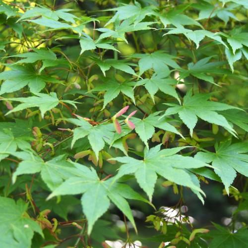 pink-green leaves with red-lime stems