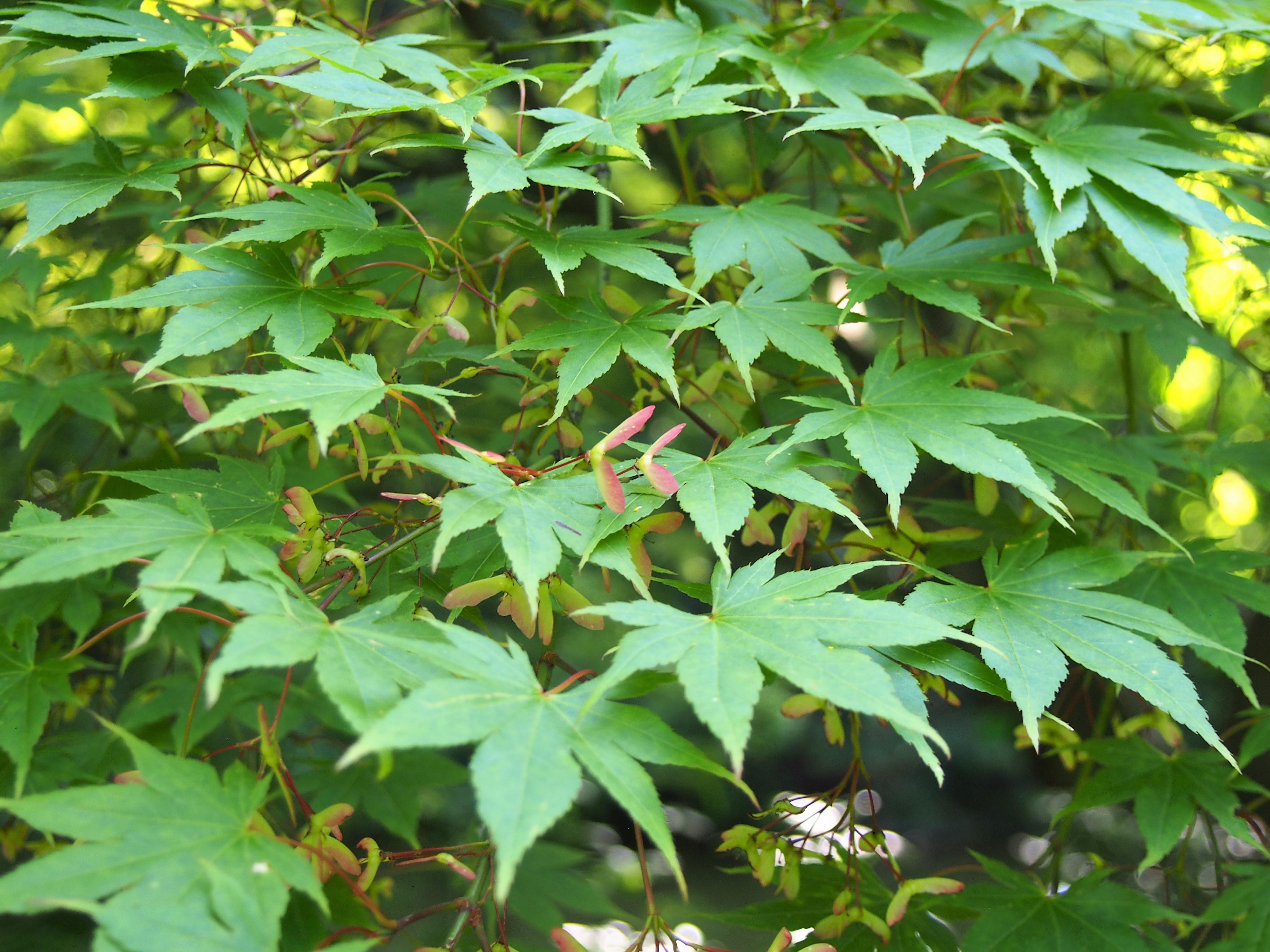 pink-green leaves with red-lime stems