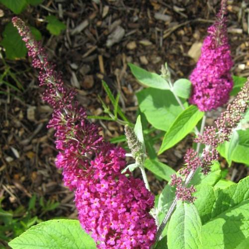 Magenta flowers with buds, orange-white center, green leaves, green-white stems and branches.
