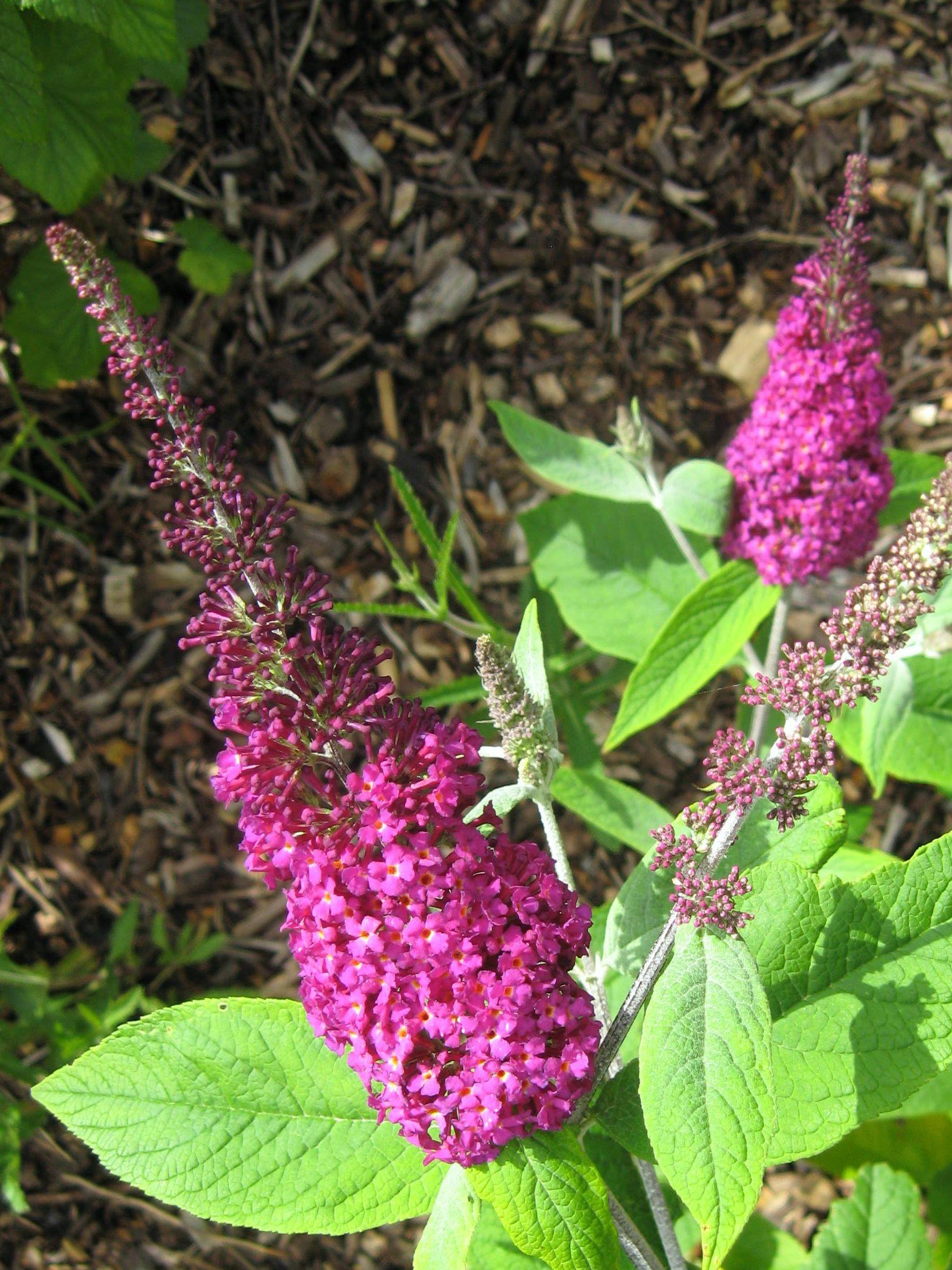Magenta flowers with buds, orange-white center,  green leaves, green-white stems and branches. 