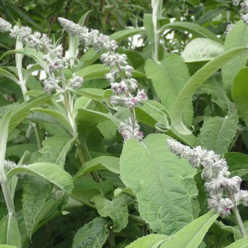 Green leaves, white flowers and gray-green stems.