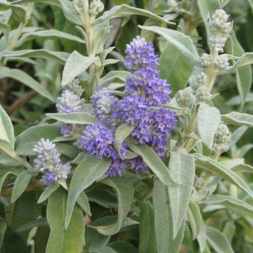 Purple-white blooms with green leaves on lime-green stem.