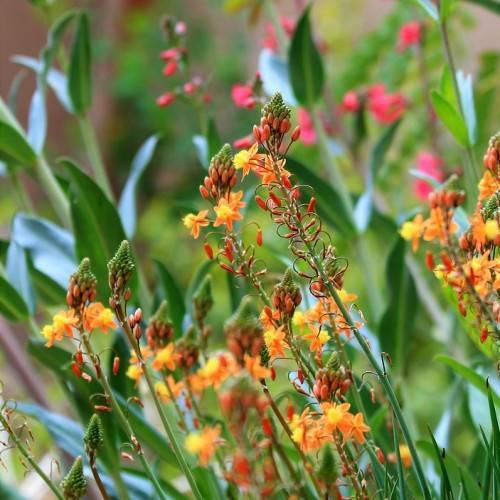 Green stem orange-red-yellow flora buds with green leaves.
