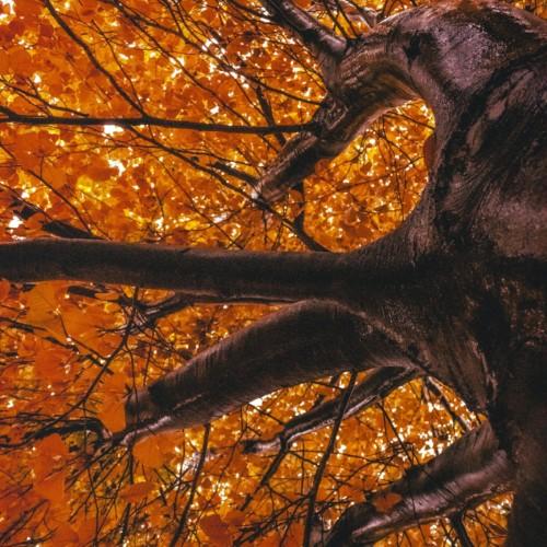 A huge dark brown trunk, with multiple dark-brown branches and dark-brown twigs filled with tiny yellow-orange leaves.