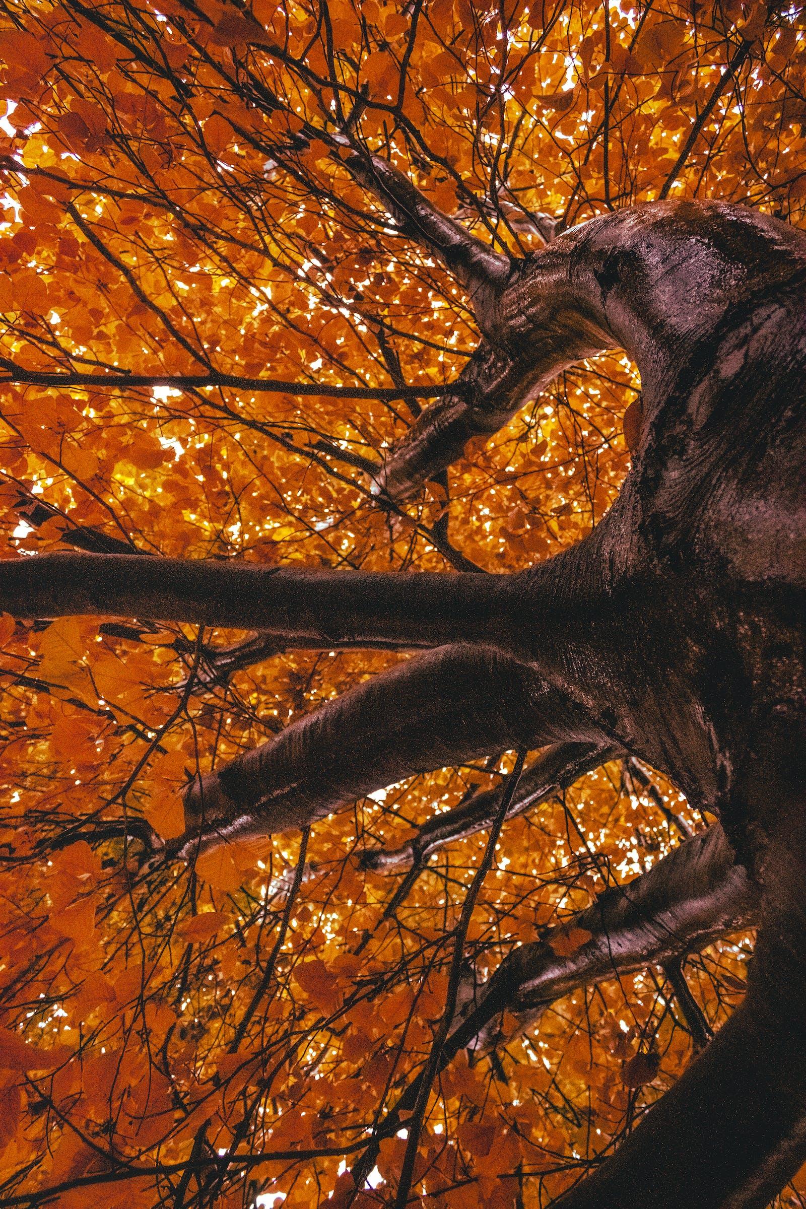 A huge dark brown trunk, with multiple dark-brown branches and dark-brown twigs filled with tiny yellow-orange leaves.