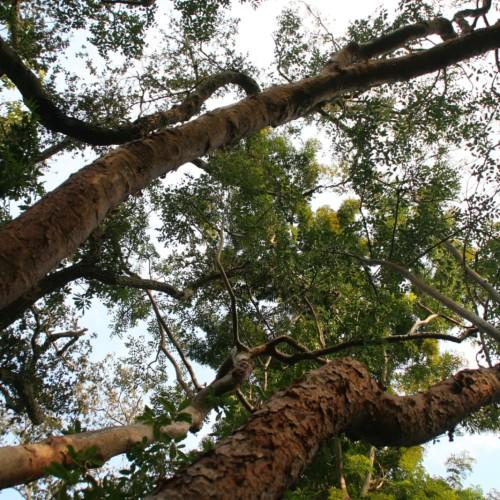 Green leaves with light-brown bark, brown stems, branches and trunk.