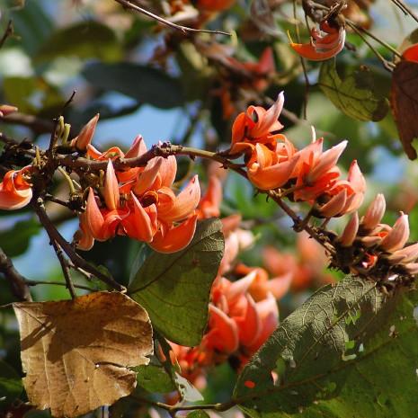 Coral flowers with buds, dark-green leaves, lime-brown stems and branches.