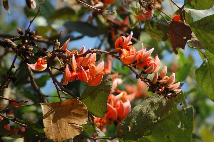 Coral flowers with buds, dark-green leaves, lime-brown stems and branches.